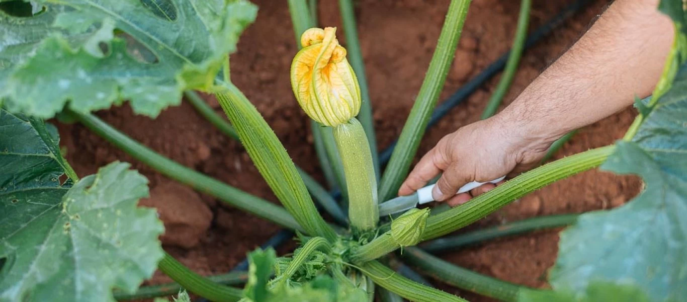 Oι φθινοπωρινές τροφές έχουν οφέλη για τον οργανισμό μας